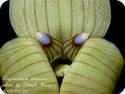 Trigonidium egertonianum